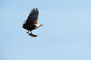 Hunt Prints: Masai Mara Park, Kenya, Africa A Fish Eagle in flight shot with a fish in its claws cat