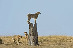 Cheetah Collection: Masai Mara Park, Kenya, Africa The games on the trunk of a family of cheetahs in the