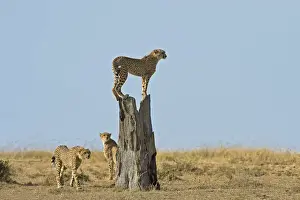 Masai Mara Park, Kenya, Africa The games on the trunk of a family of cheetahs in