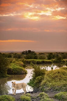 Sub Saharan Africa Gallery: Masai Mara Park, Kenya, Africa A lioness shot at sunset in the Masai Mara