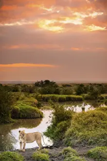 Cats Prints: Masai Mara Park, Kenya, Africa A lioness shot at sunset in the Masai Mara