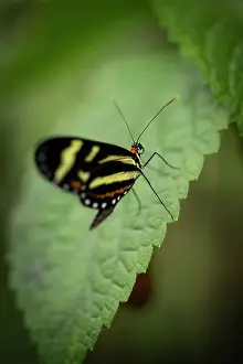 Butterfly Prints: Mashpi, Reserva Mashpi Amagusa, Pichincha, Ecuador