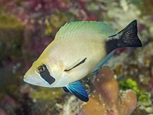 Bony Fishes Prints: Masked Hamlet (Hypoplectrus providencianus)