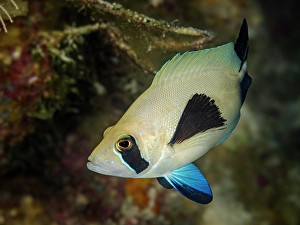 Cayman Prints: Masked Hamlet (Hypoplectrus providencianus)