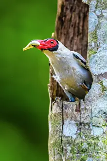 Natural Environment Prints: Masked tityra (Tityra semifasciata) Emerging from nest with fecal sac