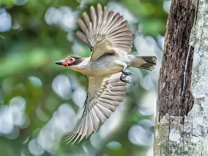 Birds In Flight Prints: Masked Tityra (Tityra semifasciata) flying out from cavity nest, Boca Tapada, Costa Rica
