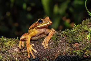 Biodiversity Prints: Masked Tree Frog (Smilisca phaeota). Captive, Frogs Heaven, Limon, Costa Rica