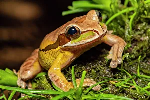 Biodiversity Prints: Masked Tree Frog (Smilisca phaeota). Captive, Frogs Heaven, Limon, Costa Rica