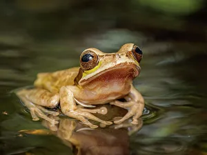 Frogs Of Costa Rica Prints: Masked Tree Frog (Smilisca phaeota), Boca Tapada, Costa Rica