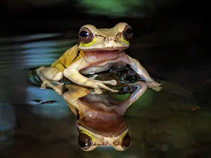Frogs Of Costa Rica Prints: Masked Tree Frog (Smilisca phaeota), Boca Tapada, Costa Rica