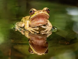 Frogs Of Costa Rica Prints: Masked Tree Frog (Smilisca phaeota), Boca Tapada, Costa Rica