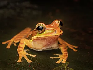 Frogs Of Costa Rica Prints: Masked Tree Frog (Smilisca phaeota), Boca Tapada, Costa Rica