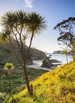 Aotearoa Prints: Matapouri Beach, Matapouri, Tutukaka Coast, Northland, North Island, New Zealand