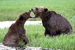 Bear Prints: Mating Grizzly bears in the Khutzeymateen Grizzly Bear Sanctuary mouth to mouth in the sedge grasses