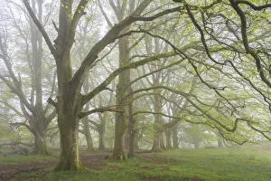 Morning Fog Prints: Mature Beech trees in morning fog, Whiddon Deer Park, Dartmoor, Devon, England. Spring