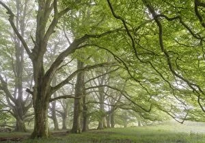 Mature beech trees in spring morning mist, Dartmoor National Park, Devon, England