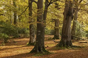 Images Dated 16th July 2021: Mature deciduous woodland in the New Forest National Park, Hampshire, England