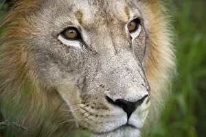 African Wildlife Gallery: A mature male lion at the Africat Foundation in Namibia