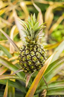 Mauritian Pineapple, Mauritius