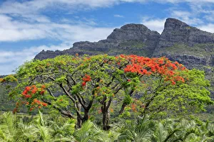 Mauritius Prints: Mauritius, Flame tree, near Palma town