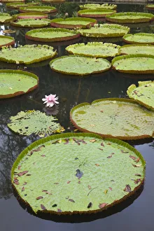 Images Dated 12th February 2009: Mauritius, Pamplemousses, SSR Botanical Gardens, Giant Water Lilys, victoria amazonica