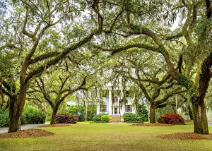 French Quarter Prints: Mc Leod Plantation and Live Oak Trees with Spanish Moss, Charleston, South Carolina, USA