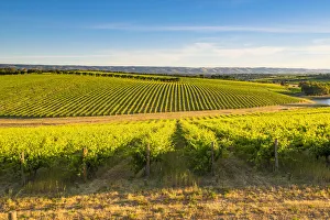 Images Dated 27th January 2017: McLaren Vale, South Australia, Australia