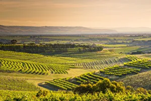 Images Dated 27th January 2017: McLaren Vale, South Australia, Australia