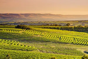 South Australia Prints: McLaren Vale, South Australia, Australia
