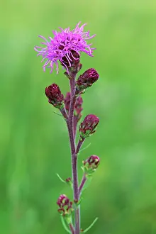 Manitoba Prints: Meadow blazing star (Liatris pycnostachya) Tolstoi Tall Grass Prairie Preserve