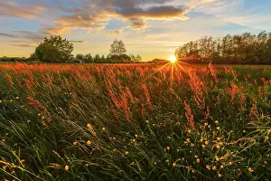 Como Province Prints: Meadow with Buttercups (Ranunculus) and Sorrel (Rumex acetosa) flowers