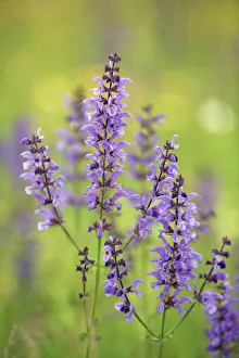 Munich Prints: Meadow clary - Germany, Bavaria, Upper Bavaria, Munich, Neubiberg