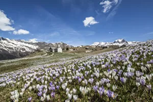 A meadow covered with crocus nuvea seen by the church of Andossi