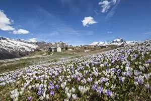 Valchiavenna Prints: A meadow covered with crocus nuvea seen by the church of Andossi
