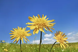 Trio Prints: Meadow salsify - Austria, Salzburg, Salzburg, Eugendorf