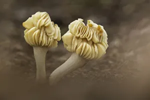 Meadow Waxcap (Hygrocybe pratensis), fully mature with curling cap, Rhodope Mountains Meadow Waxcap (Hygrocybe pratensis), fully mature with curling cap, Rhodope Mountains