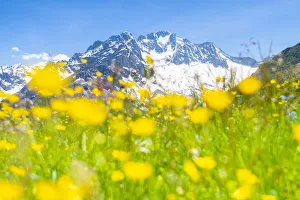 Turistic Prints: Meadows and Monte Disgrazia, Alpe dell Oro, Valmalenco, Valtellina, province of Sondrio