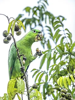 Pura Vida Prints: Mealy Parrot (Amazona farinosa), Boca Tapada, Alajuela, Costa Rica