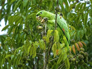 Pura Vida Prints: Mealy Parrot (Amazona farinosa), Boca Tapada, Alajuela, Costa Rica