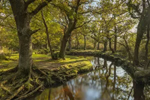 Images Dated 8th December 2021: Meandering forest stream through deciduous woodland on an autumnal morning, New Forest