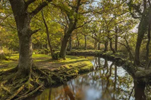 Images Dated 8th December 2021: Meandering forest stream through deciduous woodland on an autumnal morning, New Forest