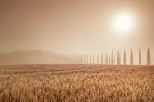 Back Light Prints: Mediterranean cypress alley in fog - Italy, Tuscany, Siena, Val d Orcia