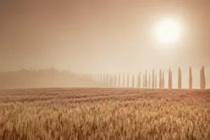 Foggy Collection: Mediterranean cypress alley in fog - Italy, Tuscany, Siena, Val d Orcia