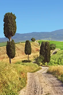 Farm Land Prints: Mediterranean cypress - Italy, Tuscany, Siena, Val d Orcia, Pienza, Terrapille (DM)