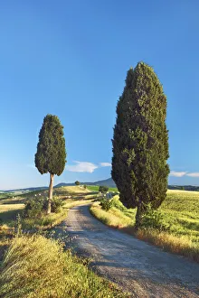 Mediterranean cypress - Italy, Tuscany, Siena, Val d Orcia, Pienza, Terrapille