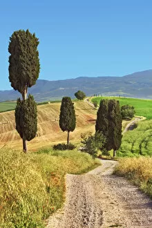 Mediterranean cypress - Italy, Tuscany, Siena, Val d Orcia, Pienza, Terrapille (DM)
