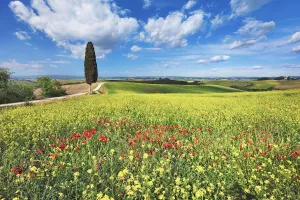Energy Prints: Mediterranean cypress with rape and poppies - Italy, Tuscany, Siena, Ville di Corsano