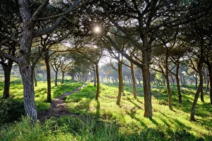 Medos National Forest, a Botanical Reserve. Almada, Portugal