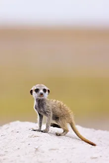Kalahari Prints: Meerkat baby, Makgadikgadi Salt Pans, Botswana