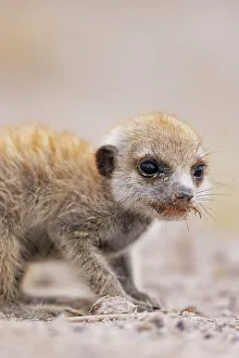 Kalahari Prints: Meerkat baby, Makgadikgadi Salt Pans, Botswana